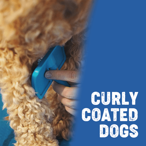 curly-coated-dog-grooming-guide.png?v\u003d1691161098