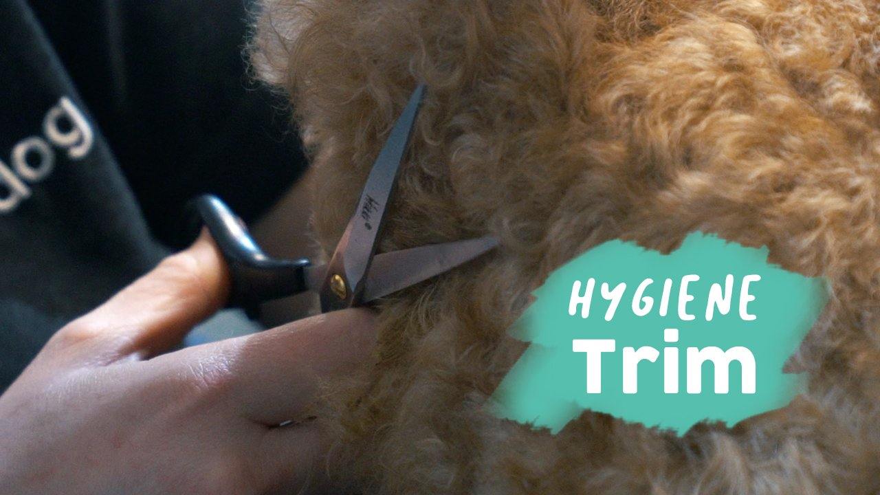 dog-hygiene-trim-or-at-home-dog-grooming