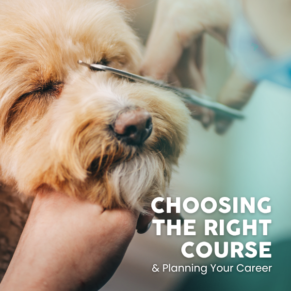How to Become a Professional Dog Groomer: Choosing the Right Course and Planning Your Career