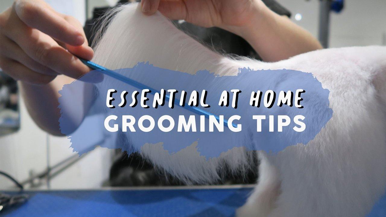 essential-at-home-dog-grooming-guide.jpg?v=1691161098