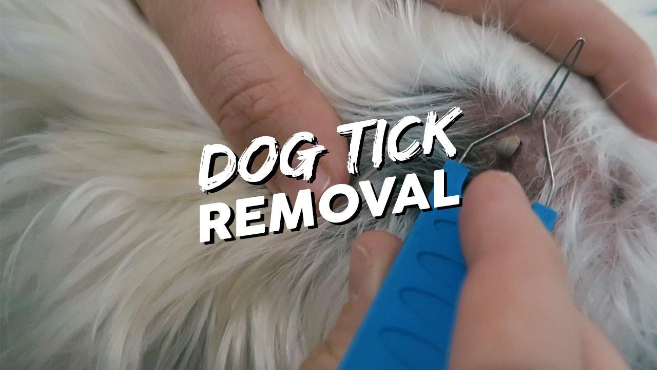 how-to-take-a-tick-off-your-dog.jpg?v=1691161103