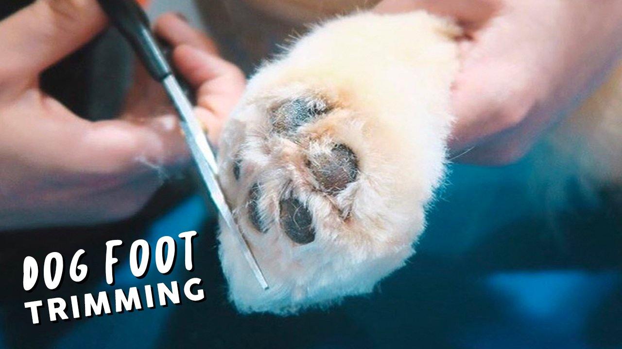 how-to-trim-your-dogs-foot-basic-tutorial.jpg?v=1691161094