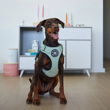 BullyBillows Premium Comfort Harness | Non Restrictive & Adjustable - Black