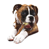 Nylabone Extreme Tough Dog Chew Toy Beef Flavour, Extra Large
