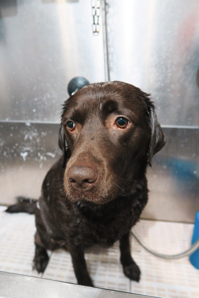 Self-Service Dog Wash - Underdog Pets