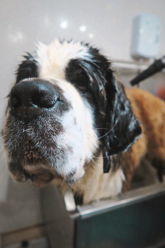 Self-Service Dog Wash - Underdog Pets